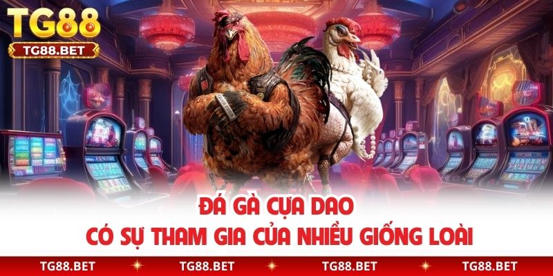 Đá gà cựa dao có sự tham gia của nhiều giống loài